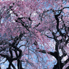 東京の桜のお花見名所