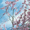 京都の桜のお花見名所