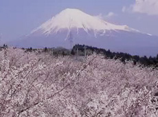 静岡県内各所から眺める富士山百景